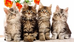 Animals cats Kittens