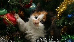 Animals cats Kittens