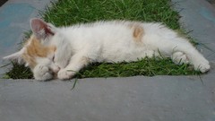 Animals cats Kittens