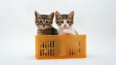 Animals cats Kittens