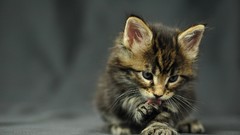 Animals cats Kittens