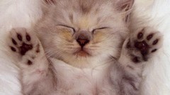 Animals cats Kittens