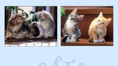 Animals cats Kittens