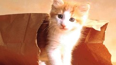 Animals cats Kittens