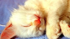 Animals cats Kittens