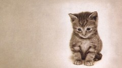 Animals cats Kittens