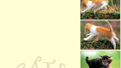 Animals cats Kittens