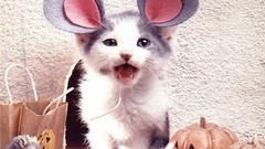 Animals cats Kittens