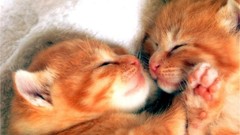 Animals cats Kittens