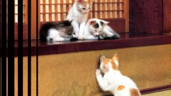 Animals cats Kittens