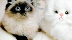 Animals cats Kittens