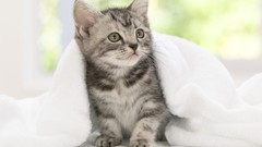 Animals cats Kittens