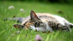 Animals cats Kittens