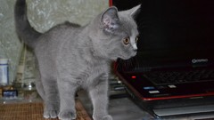 Animals cats Kittens