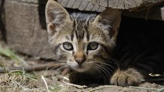 Animals cats Kittens