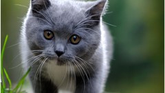 Animals cats Kittens