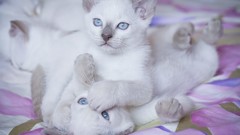 Animals cats Kittens