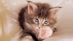 Animals cats Kittens