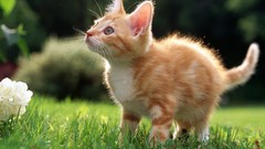 Animals cats Kittens