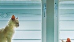 Animals cats Kittens