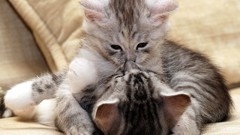 Animals cats Kittens