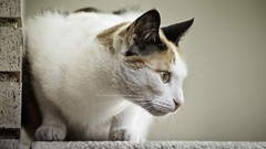 Animals cats Kittens