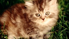 Animals cats Kittens