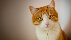 Animals cats Kittens