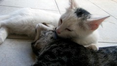 Animals cats Kittens