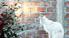 Animals cats Kittens