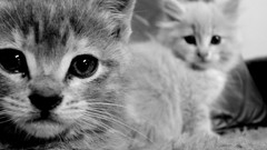 Animals cats Kittens