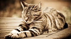 Animals cats Kittens