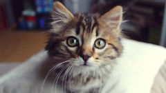 Animals cats Kittens