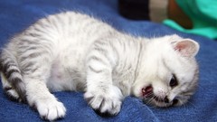 Animals cats Kittens