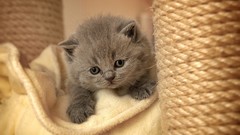 Animals cats Kittens