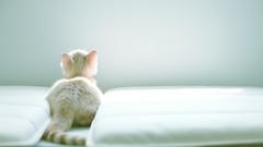 Animals cats Kittens