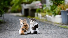 Animals cats Kittens