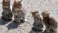 Animals cats Kittens