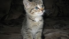 Animals cats Kittens