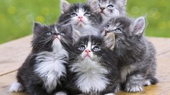Animals cats Kittens