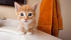 Animals cats Kittens