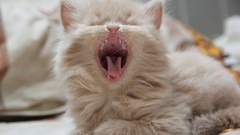 Animals cats Kittens