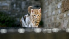 Animals cats Kittens