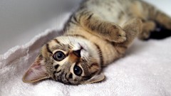 Animals cats Kittens