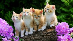Animals cats Kittens