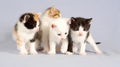 Animals cats Kittens