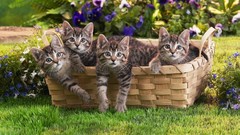 Animals cats Kittens