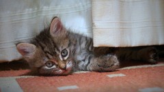 Animals cats Kittens