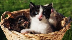 Animals cats Kittens