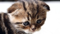 Animals cats Kittens